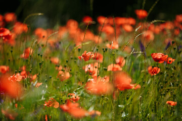 Obraz premium field of red poppies sunny summer day