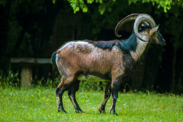 Mountain goats are very good runners, climbers and observers.