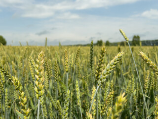A field of ripening wheat. A big harvest. The concept of agriculture.