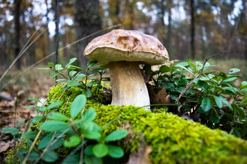 Beautiful porcino mushroom has grown among green moss and blueberry bushes against the backdrop of an autumn forest.