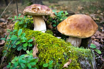 Beautiful porcino mushrooms has grown among green moss and blueberry bushes against the backdrop of an autumn forest.