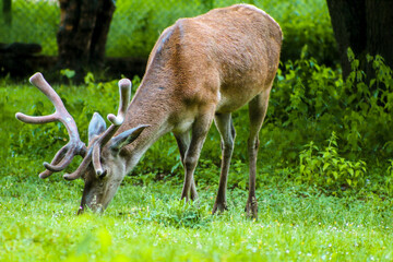 Deer is any of 43 species of hoofed ruminants 