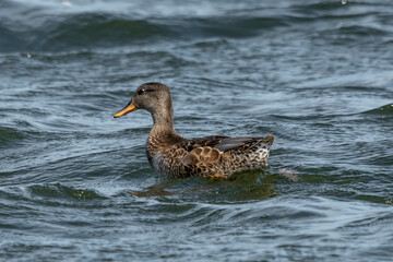 kaczka na morzu pływa na falach