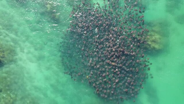 Aerial drone view of group of mobile rays swimming in the ocean