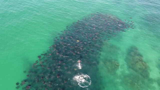 Aerial drone view of group of mobula rays swimming in the ocean