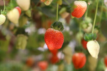 Strawberries grow on a kibbutz in Israel.