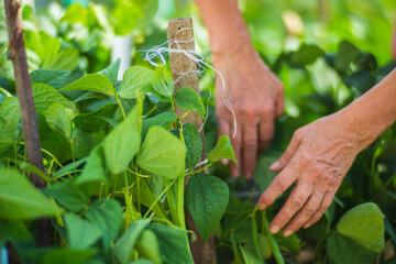Farmer's hands harvest crop of beans in the garden. Plantation work. Autumn harvest and healthy organic food concept close up with selective focus