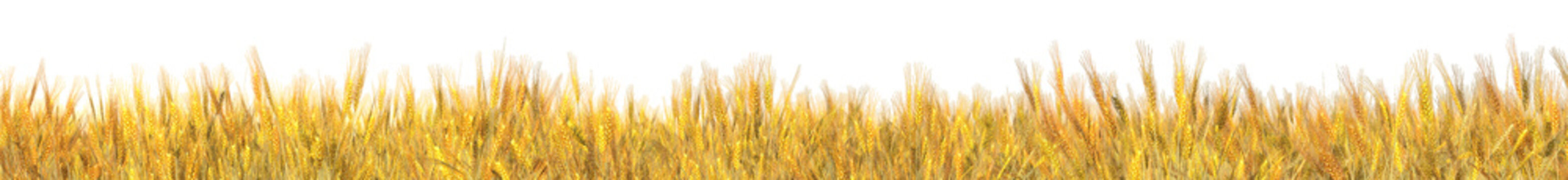 ears of wheat and sky