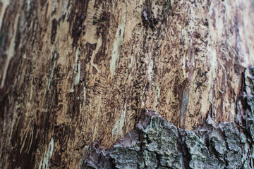 Bark of an old tree in the forest close-up. Textured beautiful abstract surface for wallpapers and backgrounds