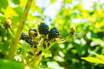 Ripe, juicy blackberry. Garden fruit bush. Beautiful natural rural landscape with strong blurred background. The concept of healthy food with vitamins