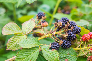 Ripe, juicy blackberry. Garden fruit bush. Beautiful natural rural landscape with strong blurred background. The concept of healthy food with vitamins