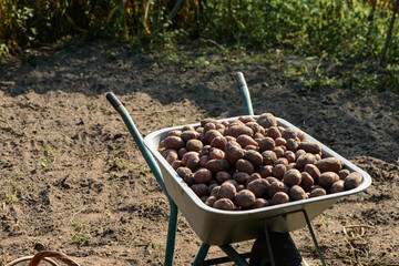 Potatoes in the baskets