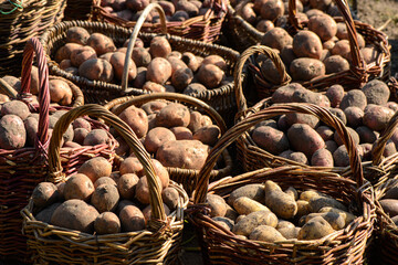 Potatoes in the baskets