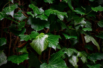Green ivy growing on the side of a tree