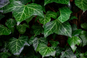 Green ivy growing on the side of a tree