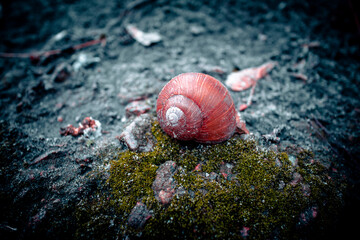 Snail shell on stones with moss. Snail on the rocks