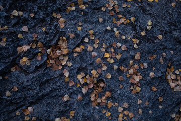 stone background with leaves
