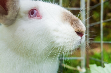 Obraz premium A close-up white rabbit sits on the grass on the plot of a country house on a summer day. Cute, kind pet