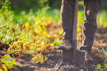 Fototapeta premium The farmer stands with a shovel in the garden. Preparing the soil for planting vegetables. Gardening concept. Agricultural work on the plantation