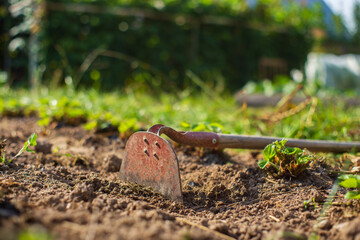 Farmer cultivating land in the garden with hand tools. Soil loosening. Gardening concept. Agricultural work on the plantation