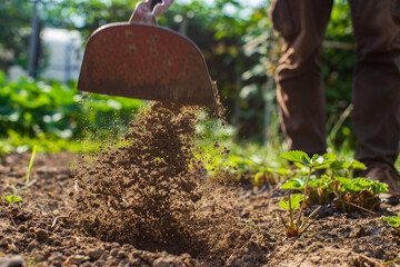 Farmer cultivating land in the garden with hand tools. Soil loosening. Gardening concept. Agricultural work on the plantation - obrazy, fototapety, plakaty
