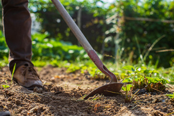 Farmer cultivating land in the garden with hand tools. Soil loosening. Gardening concept. Agricultural work on the plantation