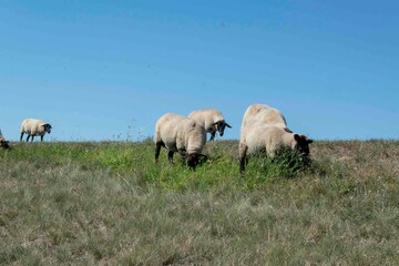 Schafe grasen am Elbedeich bei Tangermünde in Sachsen-Anhalt
