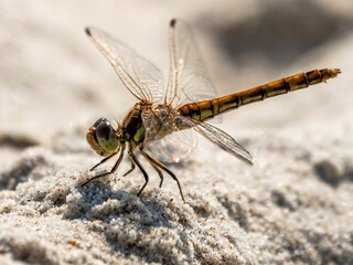 ważka na plaży na piasku nad morzem