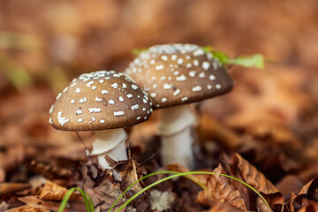 Braune Fliegenpilze (Amanita regalis) 