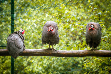 Guineafowl are birds of the family Numididae 