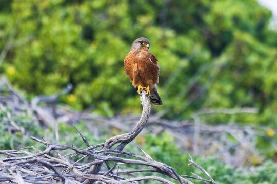 Soft focus of a rock kestrel perched on dried branches in the woods