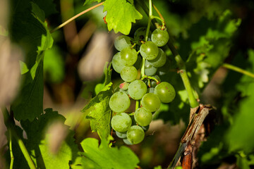 Grapes hanging from a grapevine on a late summer evening