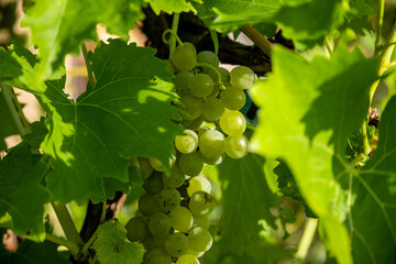 Grapes hanging from a grapevine on a late summer evening