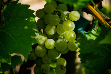 Grapes hanging from a grapevine on a late summer evening