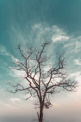 tree without leaves in the sky