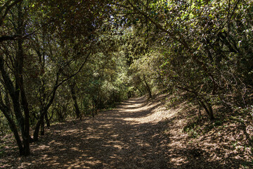 Fototapeta premium Paiasajes del volcan Croscat en La Garrotxa