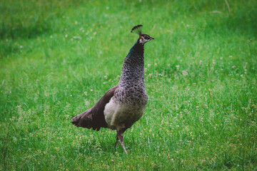 The peacock, also called peafowl, any of three species of resplendent birds of