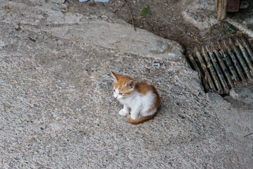 Cria de gato pirenaico en Cerdanya