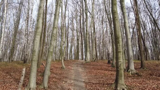 Shooting of the spring wood.