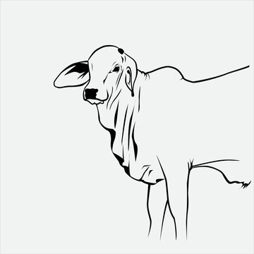 Bezerro nelore, calve 