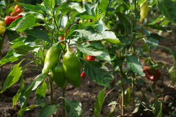 Green peppers on a tree