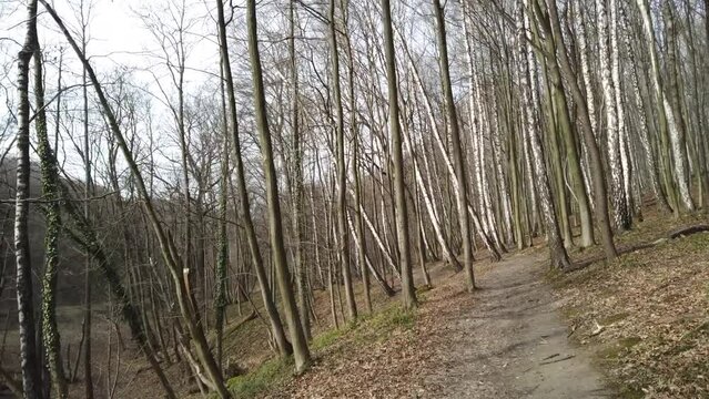 Shooting of the spring wood.