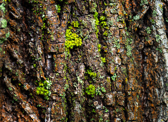 Abstract natural background of tree bark.