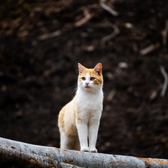 Naklejka na ściany i meble feline orange and white cat