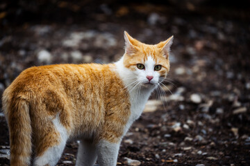 feline orange and white cat