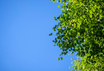 Green leaves against a blue sky. Natural background with space for text
