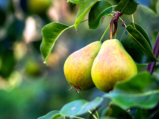 Pears on a tree. Harvest Concept. The concept of natural farming, organic products.