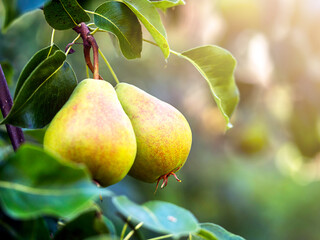 Pears on a tree. Harvest Concept. The concept of natural farming, organic products.