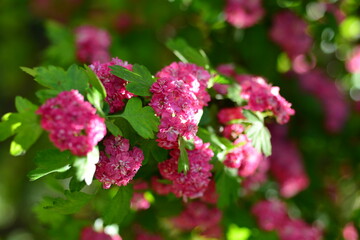 Crataegus laevigata, the Midland hawthorn, English hawthorn