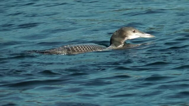 common loon adult and young in the water
North America wildlife, 2022
